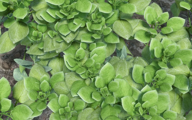 Broadleaf dicots, top down, from the same growth engine