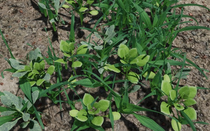 Monocots and dicots growing together in one scene