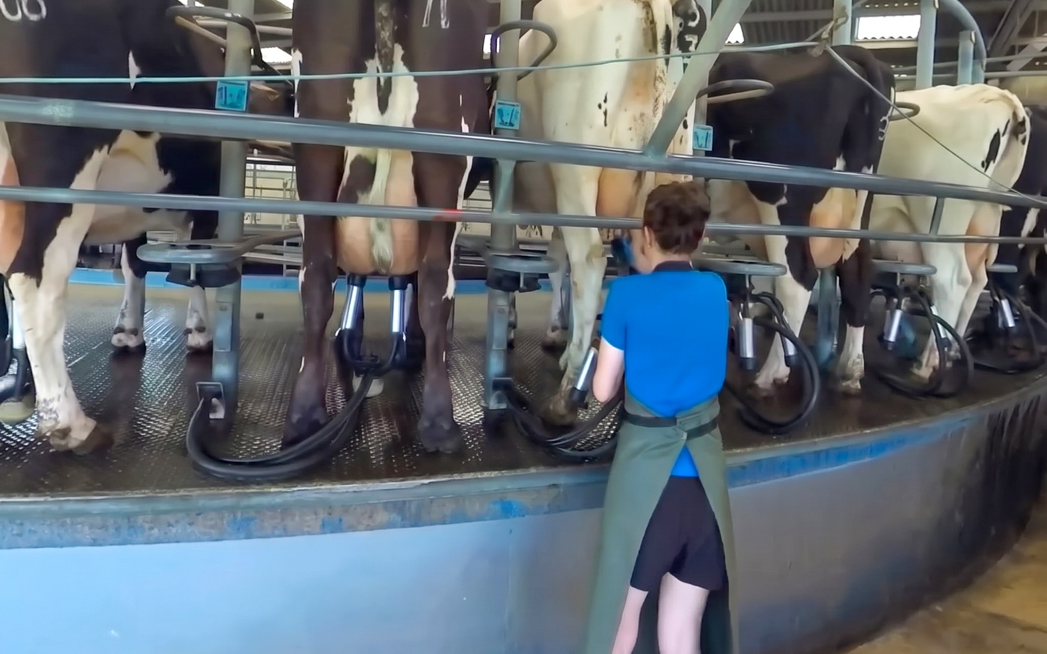 Inside a working rotary milking parlour, in 360° video