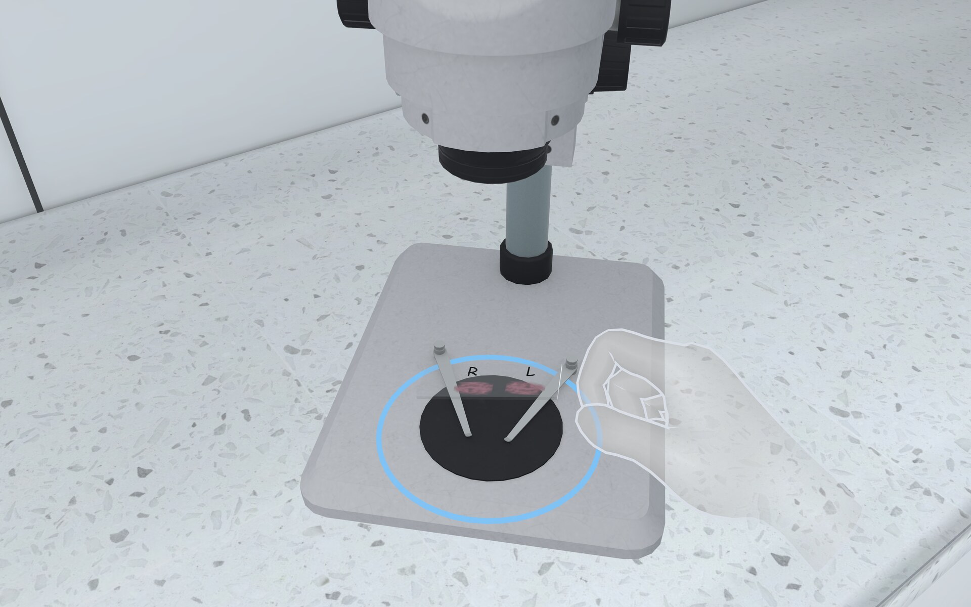 Placing the slide on the microscope stage, where the guide ring shows