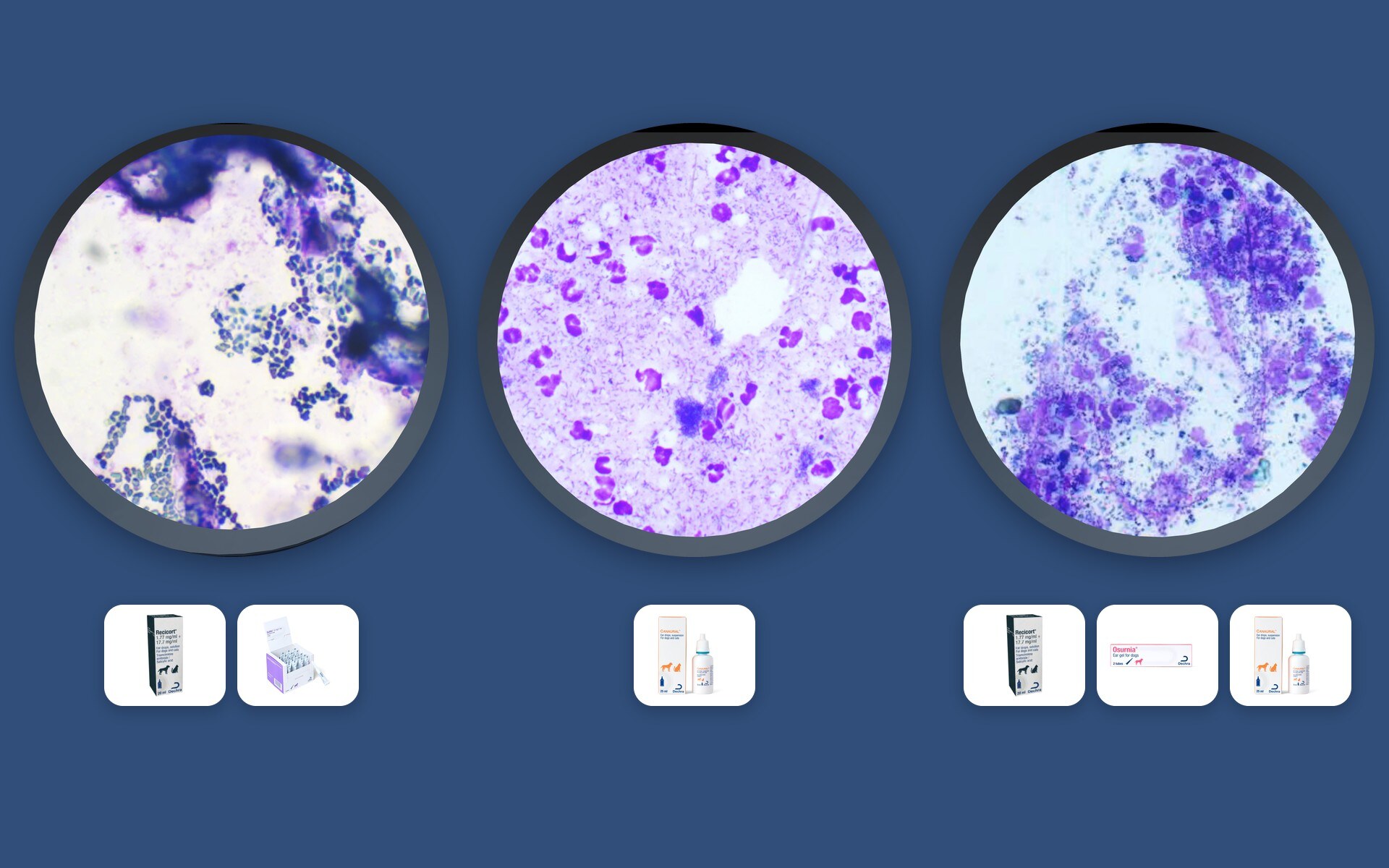Three cases under the microscope, each with the Dechra products the quiz accepts